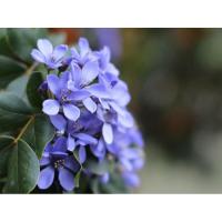 ราคา เมล็ดแก้วเจ้าจอม 6 ใบ 10 เม็ด (2218320489)