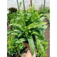 ราคา เฟิร์นฮาวาย ต้นสวยใบดก ราคาถูก (ขั้นต่ำ 2 ต้น) (3834603564)