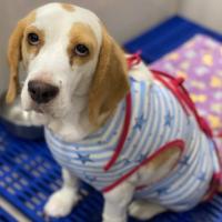 ราคา เสื้อทำหมัน No. XXL No.XXXL NoXL. มีลายให้เลือกเยอะที่สุด เสื้อทำหมัน น้องหมาน้องแมว แบบผูกหลังค่ะ (2387984052)