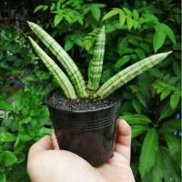 ราคา ต้นงาช้างแคระ​ บอลเซล​ ต้นไม้ฟอกอากาศ ต้นไม้มงคล​ พร้อมกระถาง​ 3​ นิ้ว​ (3041642308)