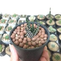 ราคา ฮาโวเทีย ม้าลาย ซุปเปอร์ไวท์ ม้าเวียน ไม้อวบน้ำ แคคตัส กระบองเพชร (5636719050)