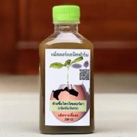 ราคา ไตรโคเดอร์มา Trichoderma เชื้อราไตรโคเดอร์มา กำจัดโรคเชื้อรา หัวเชื้อไตรโคเดอร์มา เข้มข้นพิเศษ 200 cc. (4345509310)