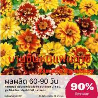 ราคา เมล็ดพันธุ์ ดอกบานชื่นหนูแฟนตาซี 130 เมล็ด Zinnia Fantasy บานชื่น (ซื้อ 10 แถม 1 คละอย่างได้) (1517998401)
