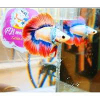 ราคา FN betta069 ปลากัดdoubletailคัดพิเศษเพศเมีย ดับเบิ้ลเทล2หาง พร้อมรัด ปลากัดแฟนซี ตรงปก สีธงชาติ ถูกที่สุด สวย (3387577873)