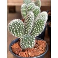 ราคา กระบองเพชร แคคตัสหูกระต่ายหนามสีขาว/มิกกี้เมาส์ ต้นละ 2-4 หู ส่งแบบถอดกระถาง (4077859130)