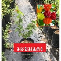 ราคา ต้นมะยมแดง (มะยมฝรั่ง) ผลมีสีแดงและรสชาติหวาน ปลูกไว้กินได้แถมเป็นไม้มงคล (4532424630)