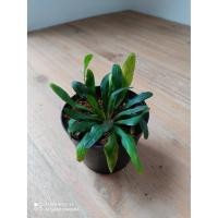 ราคา อาซูก้า ม่วงมณี Ajuga reptans พร้อมกระถาง 3 นิ้ว 20 บาท (7258952134)