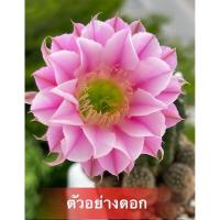 ราคา กระบองเพชร แคคตัส อิชินอปซิสแองเจิ้ล ไม้กราฟ ดอกชมพู ส่งแบบถอดกระถาง (3276828268)