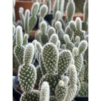 ราคา กระบองเพชร แคคตัสหูกระต่ายหนามสีขาว/มิกกี้เมาส์ (ราคา/ต้น) ส่งแบบถอดกระถาง (4077859130)