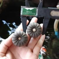 ราคา Frailea castanea ไม้เมล็ด (3869640312)