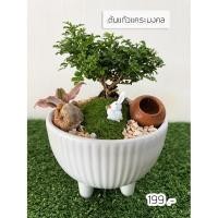 ราคา [ต้นไม้จริง]สวนถาด บอนไซแก้วแคระมงคล (4963932240)