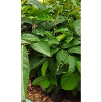 ราคา ต้นมันปู ผักทานใบ รุ่น 35ซม สวยๆ (5635069920)