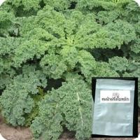 ราคา เมล็ดผัก Kale เคล คะน้าฝรั่ง ใบหยิก 50เมล็ด ผักสุขภาพ ปลูกง่าย กระถางได้ (1092149652)