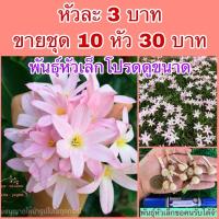 ราคา บัวดินFirst Love หัว3฿ ❤️สั่งสินค้าในร้านขั้นต่ำ100฿❤️ (685260796)