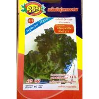 ราคา เรดโอ๊ค red oak พันธุ์พิเศษ ประมาณ 100 เมล็ด (447263488)