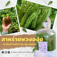 ราคา สาหร่ายพวงองุ่น สด จากฟาร์มบ้านผักกาด สด สะอาด พร้อมส่ง (6319994327)