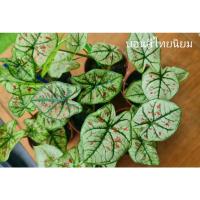 ราคา บอนสี ไทยนิยม หายากน่าสะสม กัดสีแล้วสวยทุกต้น (10258258139)