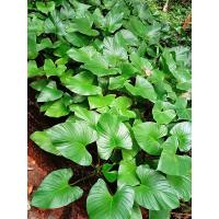 ราคา เสน่ห์จันทร์เขียวโบราณ ว่านเมตตามหานิยม ไม่ตัดใบ (9054876085)