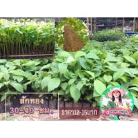 ราคา ต้นสักทอง กล้าไม้สักทอง ไม้ป่า ไม้หายาก ขั้นต่ำ 20 ต้น (4088532276)