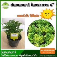 ราคา ต้นกนกนารี ไม้มงคลในกระถาง 6 นิ้ว ไม้ฟอกอากาศ ปลูกในที่แดดรำไร ต้นไม้มงคล ไม้แดดรำไร เป็นตระกูลเฟิร์น ดี (4323805796)