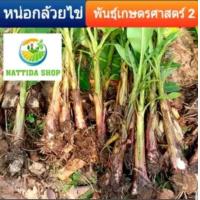 ราคา หน่อกล้วยไข่ พันธุ์เกษตรศาสตร์ 2 ต้นกล้วยไข่ กล้วยไข่ เกษตร 2 เเท้ ต้นกล้วยไข่ (3151706487)