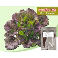 ราคา เมล็ดพันธุ์เรดปัตตาเวีย Red batavia เมล็ดพันธุ์สลัดเรดปตตาเวีย สลัดเรดปัตตาเวีย เมล็ดเรดปัตตาเวีย ผักสลัด เมล็ดผักสลัด (2647984030)