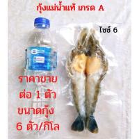 ราคา กุ้งแม่น้ำเกรดA กุ้งแม่น้ำไซส์ใหญ่ กุ้งแม่น้ำตัดแต่ง ขนาด 6 ตัว กิโล Giant Fresh Water Prawn ราคาขายต่อ1 ตัว (6682244684)