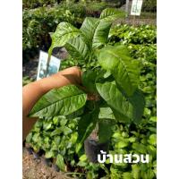 ราคา ต้นมะตูมนิ่มไร้หนาม (7349424770)