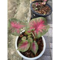 ราคา บอนสีเงาะถอดรูป ส่งทั้งกระถาง ต้น (10164312101)