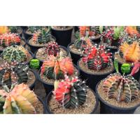 ราคา เมล็ด ยิมโนด่าง 50 เมล็ด LBHBด่าง เมล็ดถูกๆ (2073535718)