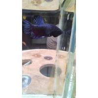 ราคา ปลากัดหม้อสายกัดมาเลพสมแปดริ้ว (12441113600)