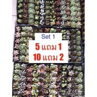 ราคา SET1 ไม้อวบน้ำ กุหลาบหิน succulents ต้นไม้อวบน้ำ ลูกชุบ หยดน้ำ Haworthia ราคาถูกๆ ครับ (8052510118)