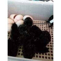 ราคา ไข่เชื้อไก่ดำอินโดมี6ฟองกันแตก1 (9334129003)