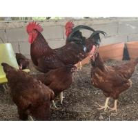 ราคา ไข่เชื้อสำหรับฟัก 12ฟอง พันธุ์โรดแดงอเมริกา ไข่ไก่ ไข่ไก่สายพันธุ์แท้ (10007602935)