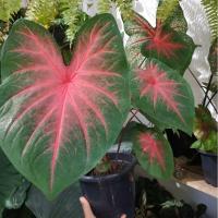 ราคา ต้นบอนสี ราชินีใบไม้ ฉายา ช้างเผือกใบบัว ต้นไม้ฟอกอากาศ ต้นไม้มงคล ประดับห้อง ขายเป็นหัวรากนะคะ (4456189583)