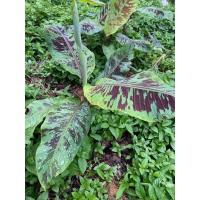 ราคา กล้วยป่าด่าง กล้วยสีเลือดนก ส่งทั้งต้น (6693614672)