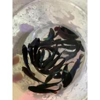 ราคา ปลากัดหม้อ เมียตัวละ 20 บาท พร้อมรัด (13328482692)