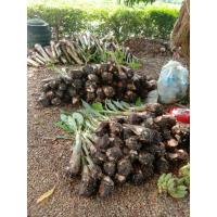 ราคา หน่อกล้วยน้ำว้า นวลจันทร์ (4765858320)