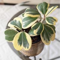 ราคา Hoya Kerrii Variegated โฮย่า ด่าง ใบรูปหัวใจ ไม้เลื้อย ต้นไม้แห่งสัญญลักษณ์แห่งความรัก วันวาเลนไทน์ มักปลูกร่วมกันกับค (10503716732)