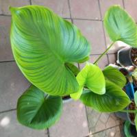 ราคา ต้นพัดโบกริ้วทอง ต้นอวบ ใบมี ริ้วสวยงาม ต้นสูง 50 70 ซม (8096152970)