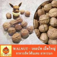 ราคา WALNUT วอลนัท สำหรับสัตว์ฟันแทะทุกชนิด หนู นกแก้ว อาหารนก อาหารหนู hamster (4115525096)