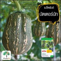 ราคา ฟักทองทรงน้ำเต้า ถุงทองF1 ศรแดง (9626573539)
