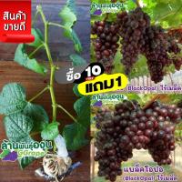 ราคา กิ่งพันธุ์องุ่น แบล็คโอปอ BlackOpal ไร้เมล็ด (9015451864)