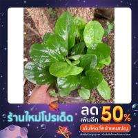 ราคา ว่านนิลพัตรหรือว่านไก่ชน ไม้มงคลปลูกคลุมดิน ประดับบ้าน ขายยกกระถาง ใบใหญ่ ต้นแน่นๆ (20605334723)
