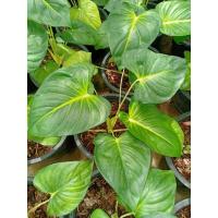 ราคา ต้นเสน่ห์จันทร์ขาว ไม้มงคลมหาเสน่ห์ เมตตามหานิยม เสริมโชค ส่งเป็นต้นพร้อมกระถาง5นิ้ว มี4 6ใบสูงประมาณ40 50cm (16514119694)