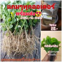 ราคา ตำแยแมวสด กัญชาแมวไทย ไผ่เงิน หญ้าแมว ไผ่แมว แคทนิป catnip เมล็ดตำแยแมว300 500เมล็ด ต้นกล้าตำแยแมว (4615770278)