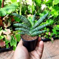 ราคา ต้นงาช้างแคระ บอลเซล ต้นไม้ฟอกอากาศ ต้นไม้มงคล พร้อมกระถาง 2 5 3 นิ้ว (3041642308)