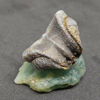 ราคา ฟอสซิลหอย แบรคิโอพอด Brachiopod (4437522569)