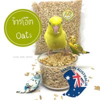 ราคา ข้าวโอ๊ต Oat ข้าวโอ๊ตนก ธัญพืชข้าวโอ๊ต ธัญพืชสำหรับนกแก้ว อาหารนก เหมาะสำหรับนกแก้วทุกสายพันธุ์ (8022583971)