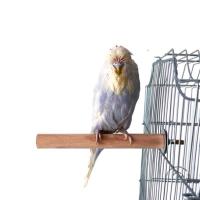 ราคา คอนไม้ คอนนก คอนติดกรง คอนนกแก้ว หนา1 5ซม คอนลับเล็บนกแก้ว คอนลับเล็บนก (15300498661)